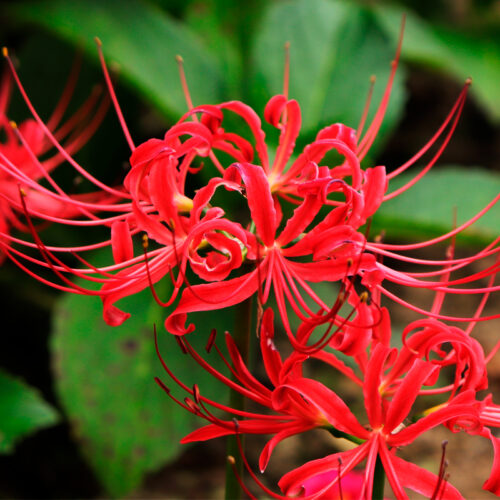 Lycoris radiata