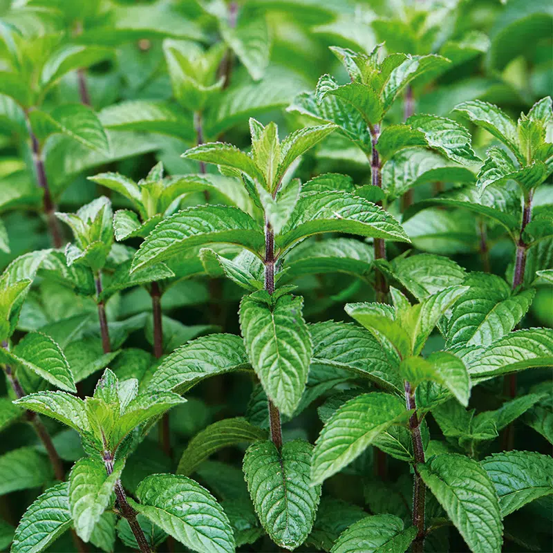 Menthe poivrée