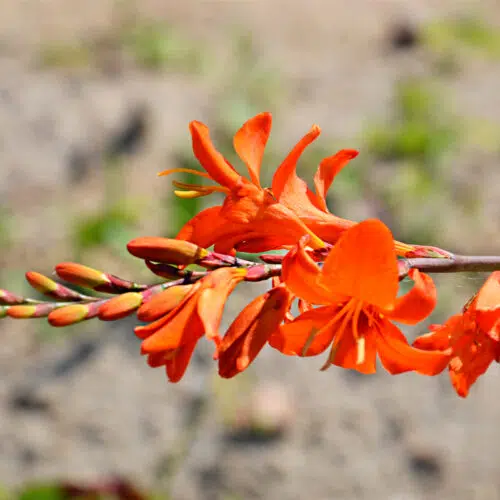 Montbrétias Carmin Brilliant