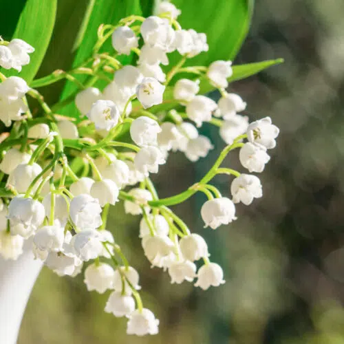 Muguet de jardin