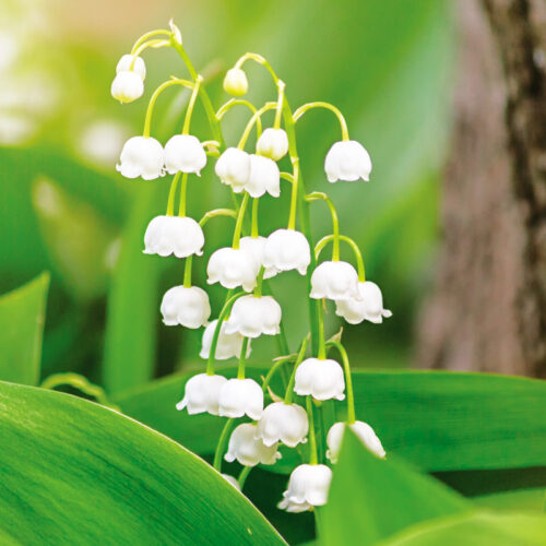 Muguet de jardin