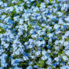 Myosotis Des Alpes Bleu