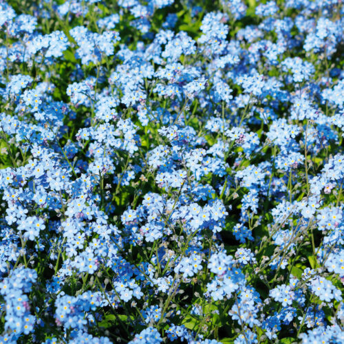 Myosotis Des Alpes Bleu