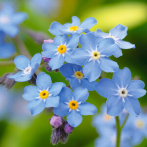 Myosotis Des Alpes Bleu