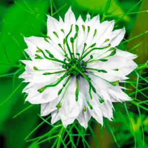 Nigelle De Damas Blanche