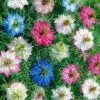 Nigelle De Damas variée bio