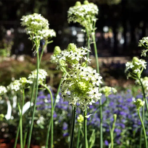 Ornithogalum Arabicum