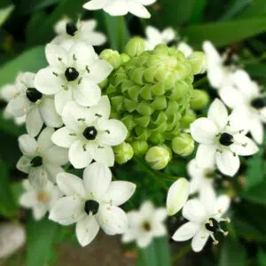 Ornithogalum Arabicum