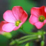 Oxalis deppei (Trèfle à 4 feuilles)