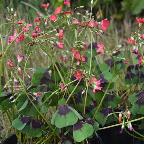 Oxalis deppei (Trèfle à 4 feuilles)