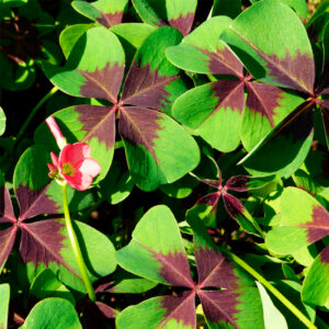 Oxalis deppei (Trèfle à 4 feuilles)