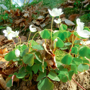 Oxalis Regnelli