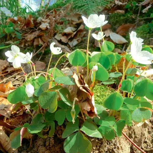 Oxalis Regnelli