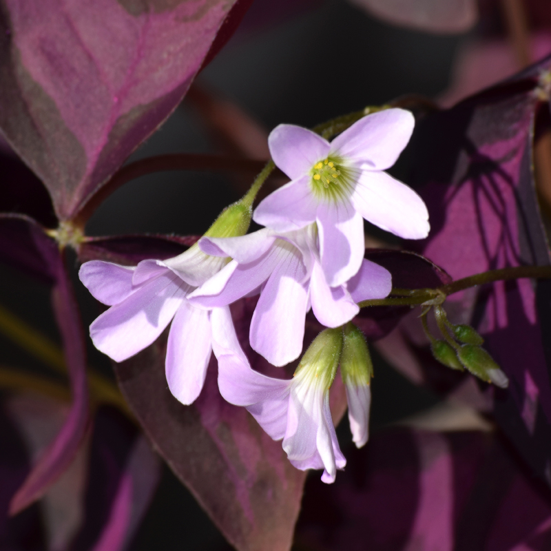 Année du buffle et culture de l'Oxalis pourpre - La Boutique de MeliMelo