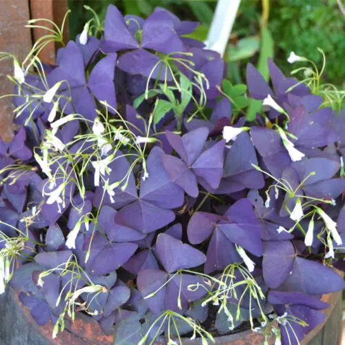 Oxalis Triangularis