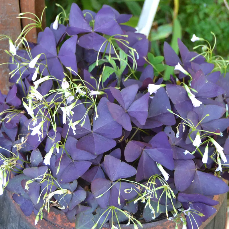 Oxalis triangularis (Oxalis pourpre)