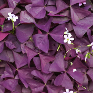 Oxalis Triangularis