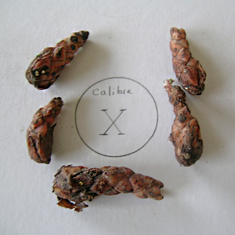 Bulbe d'Oxalis triangularis - Achat direct au producteur