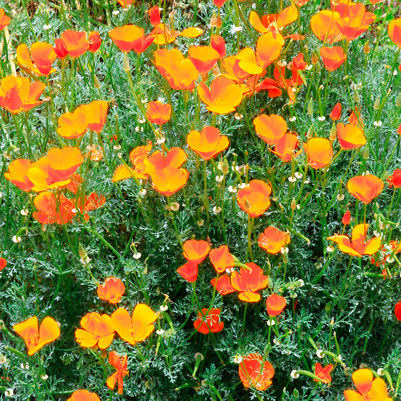 Pavot de Californie Orange Bio