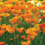 Pavot de Californie preseme bio