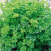 Persil Frise Vert Fonce