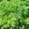Persil frise vert fonce race Robust