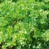 Persil frise vert fonce race Robust