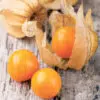Physalis Coqueret du Pérou présemé bio