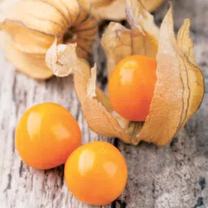 Physalis Coqueret du Pérou présemé bio