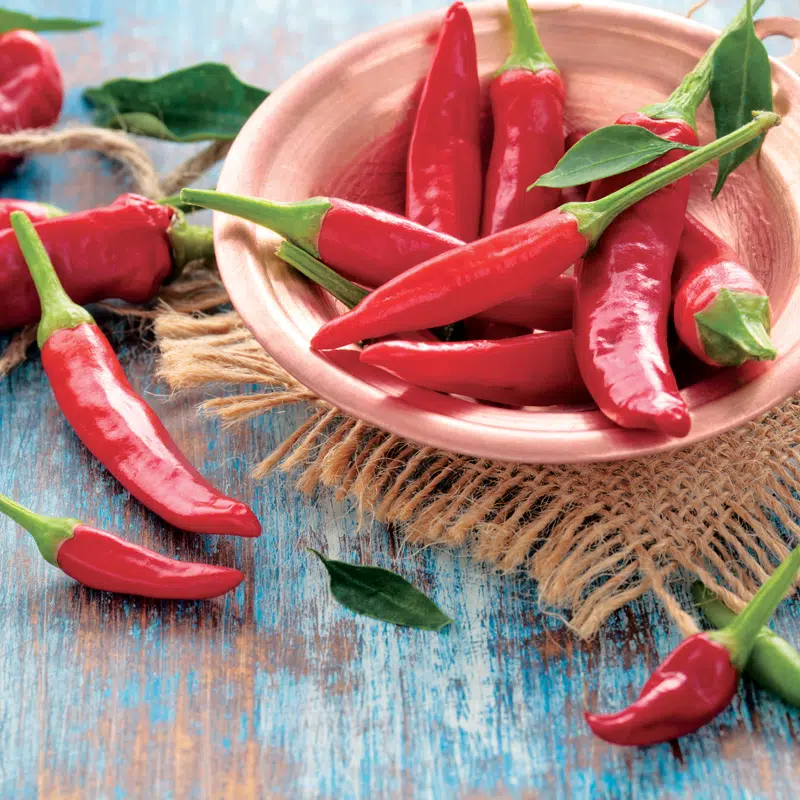 Plant de piment fort - Cayenne rouge