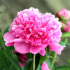 Pivoine Amabilis