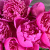 Pivoine Amabilis