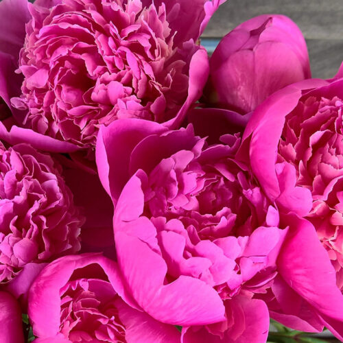 Pivoine Amabilis