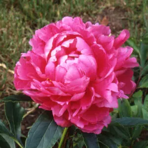 Pivoine Boucharlat