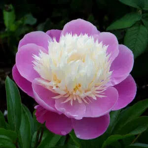 Pivoine Cérès