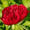 Pivoine Coral Charm
