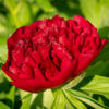 Pivoine Coral Charm