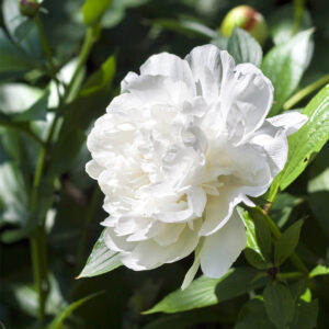 Pivoine Duchesse de Nemours