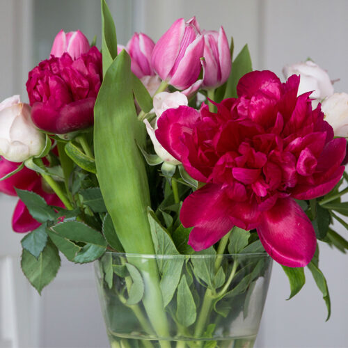 Pivoine Karl Rosenfield