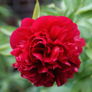 Pivoine Red Charm