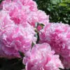Pivoine Sarah Bernhardt