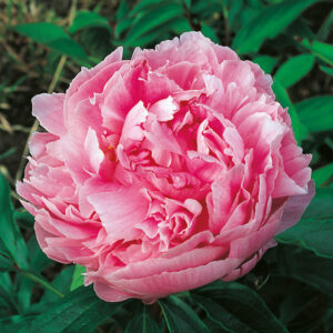 Pivoine Sarah Bernhardt