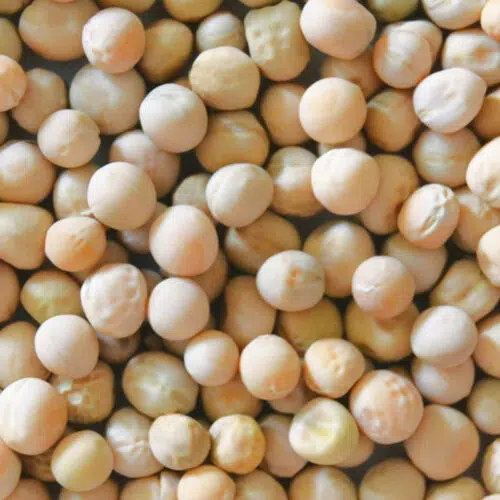 Pois à rames mangetout Corne de Bélier