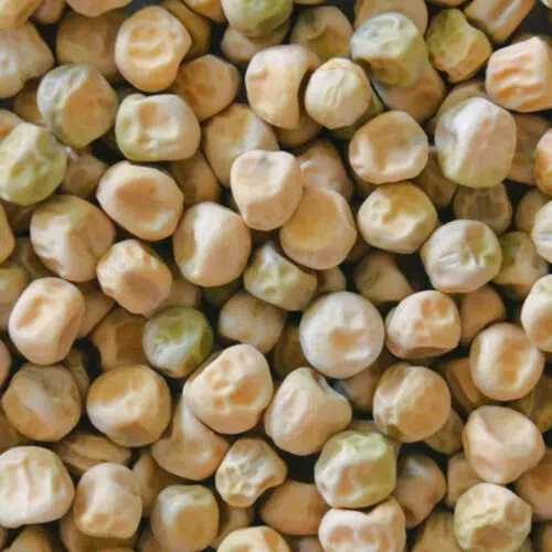 Pois nain Lincoln