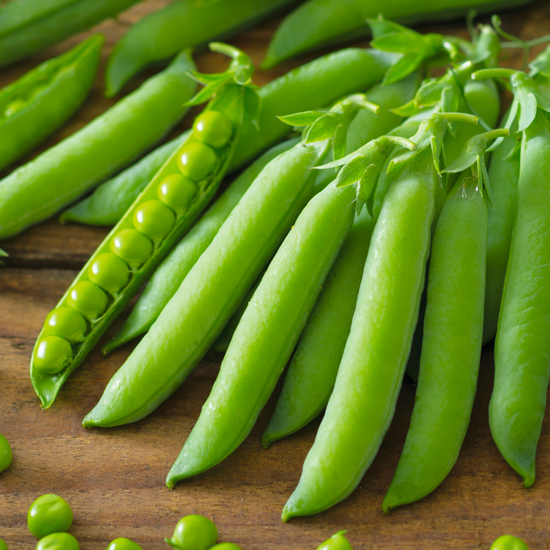 Pois Nain Lincoln - Semilles Batlle 250g - Variété Productive Et Résistante