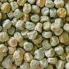 Pois nain Merveille de Kelvedon