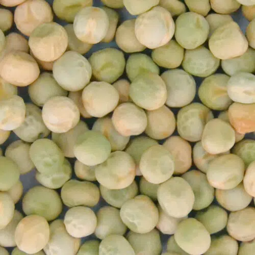 Pois nain Petit Provençal