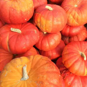 Potiron Rouge Très Hâtif D’Etampes