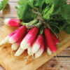 Radis de 18 Jours présemé bio