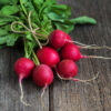 Radis rond Raxe BIO